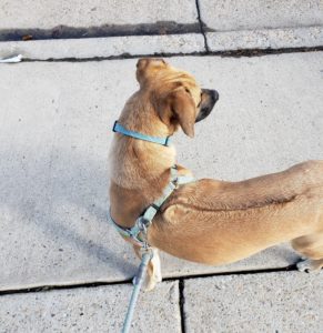 Rhodesian Ridgeback mix running partner dog